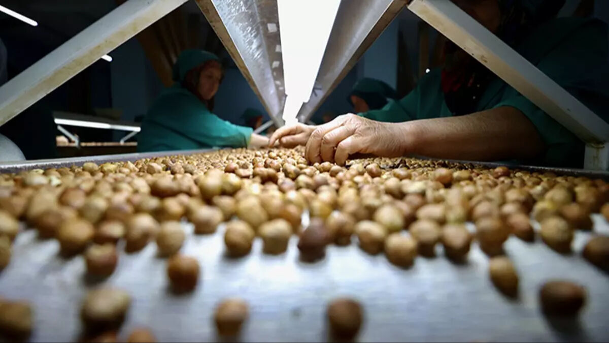 Karadeniz'den 323 bin tonluk ihracat! Türkiye'den en çok fındık içi alan ülke Avrupa'dan Karadeniz'den 323 bin tonluk ihracat! Türkiye'den en çok fındık içi alan ülke Avrupa'dan - 2. Resim