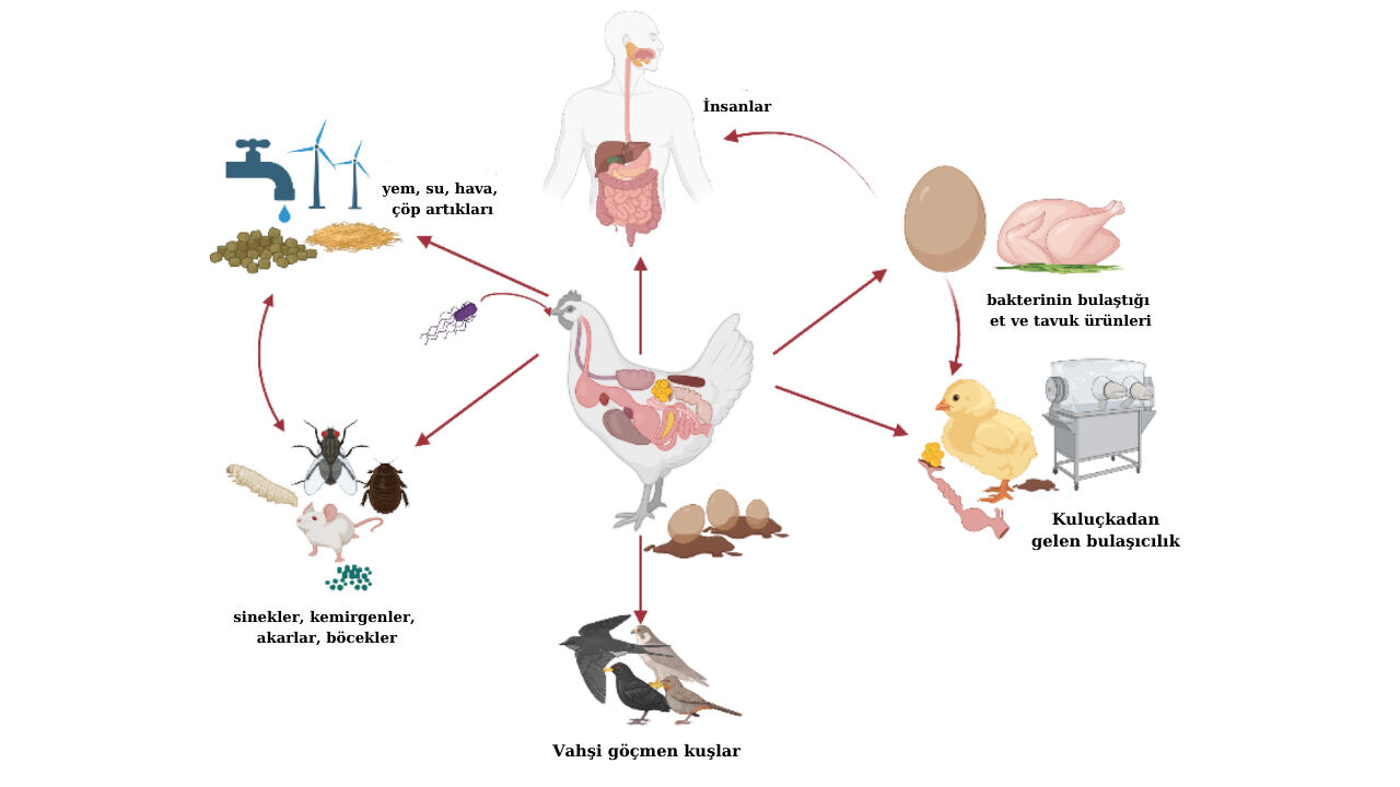 Salmonella nedir, nasıl bulaşır, öldürür mü? Kumpir vakası sonrasında salmonella virüsü, belirtileri, korunma yöntemleri gündemde. - 4. Resim