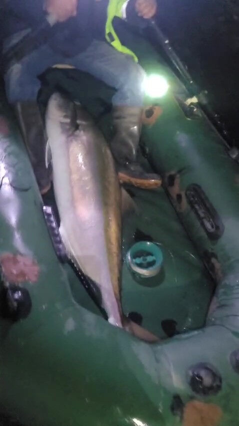 İskenderun Körfezi'nde yakaladı! Uzunluğu 1 metre, ağırlığı 50 kilo: 2 saat mücadele verdim İskenderun Körfezi'nde yakaladı! Uzunluğu 1 metre, ağırlığı 50 kilo: 2 saat mücadele verdim - 2. Resim