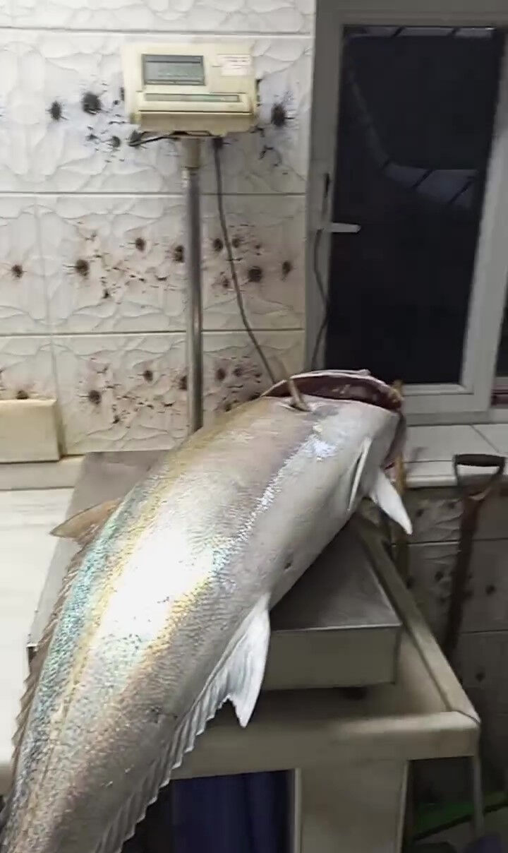 İskenderun Körfezi'nde yakaladı! Uzunluğu 1 metre, ağırlığı 50 kilo: 2 saat mücadele verdim İskenderun Körfezi'nde yakaladı! Uzunluğu 1 metre, ağırlığı 50 kilo: 2 saat mücadele verdim - 3. Resim