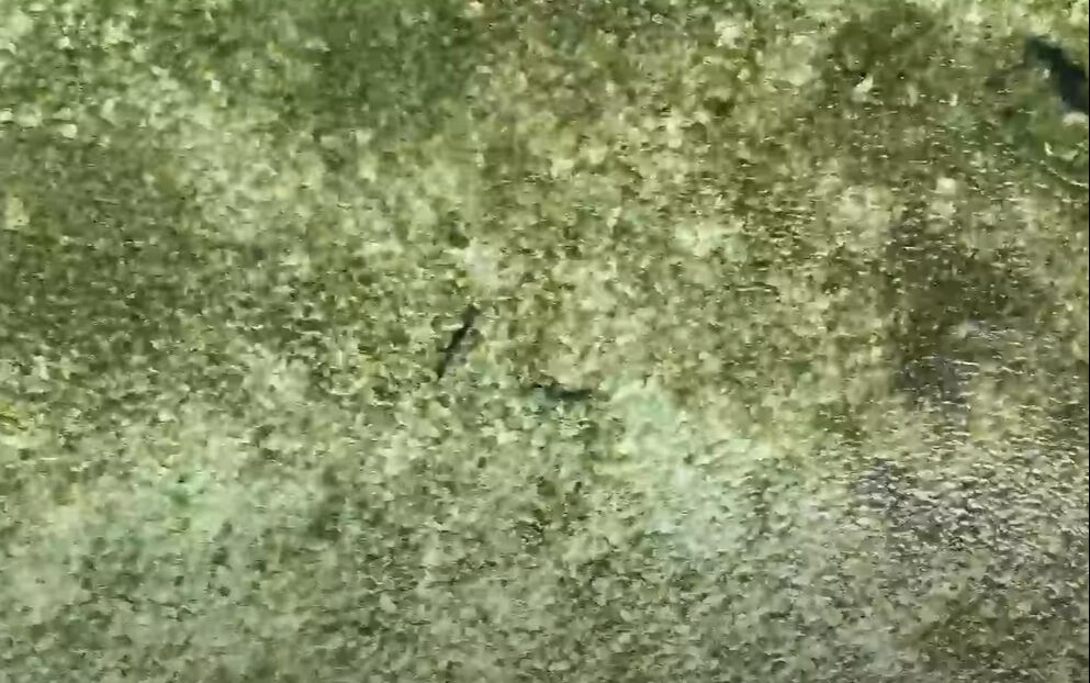 Survivor'da korku dolu anlar! Adem Kılıçcı köpekbalıklarının arasında kaldı: İşte son durumu... - 1. Resim