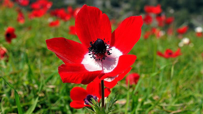 İlk cemre ne zaman, nereye düşecek? 2025 cemre düşme tarihleri belli oldu - 2. Resim