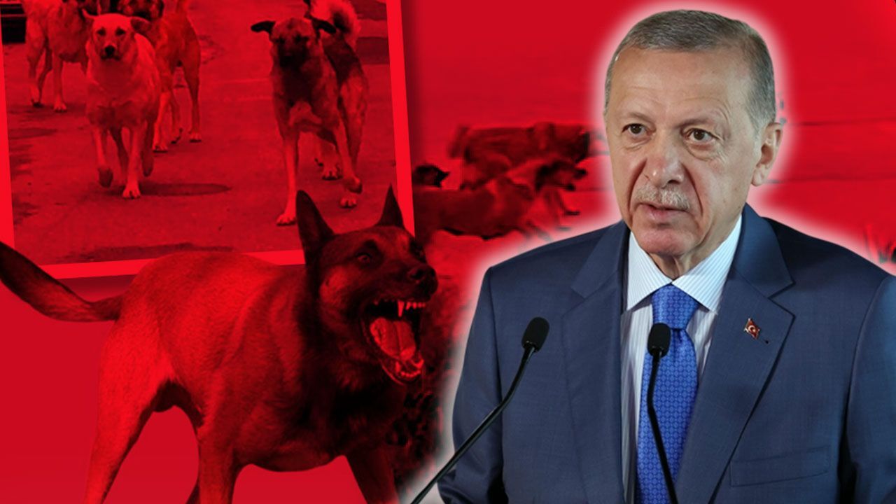 Erdoğan&#039;dan &#039;başıboş saldırgan köpek&#039; uyarısı! Belediyelere seslendi: Göreviniz yapın, yoksa...