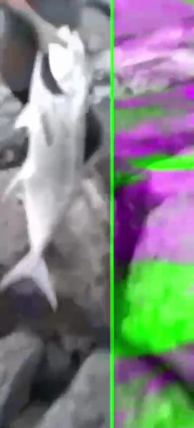 Yakaladığına sevinsin mi üzülsün mü! 30 kiloluk balık 13 bin TL'sine mal oldu - 3. Resim