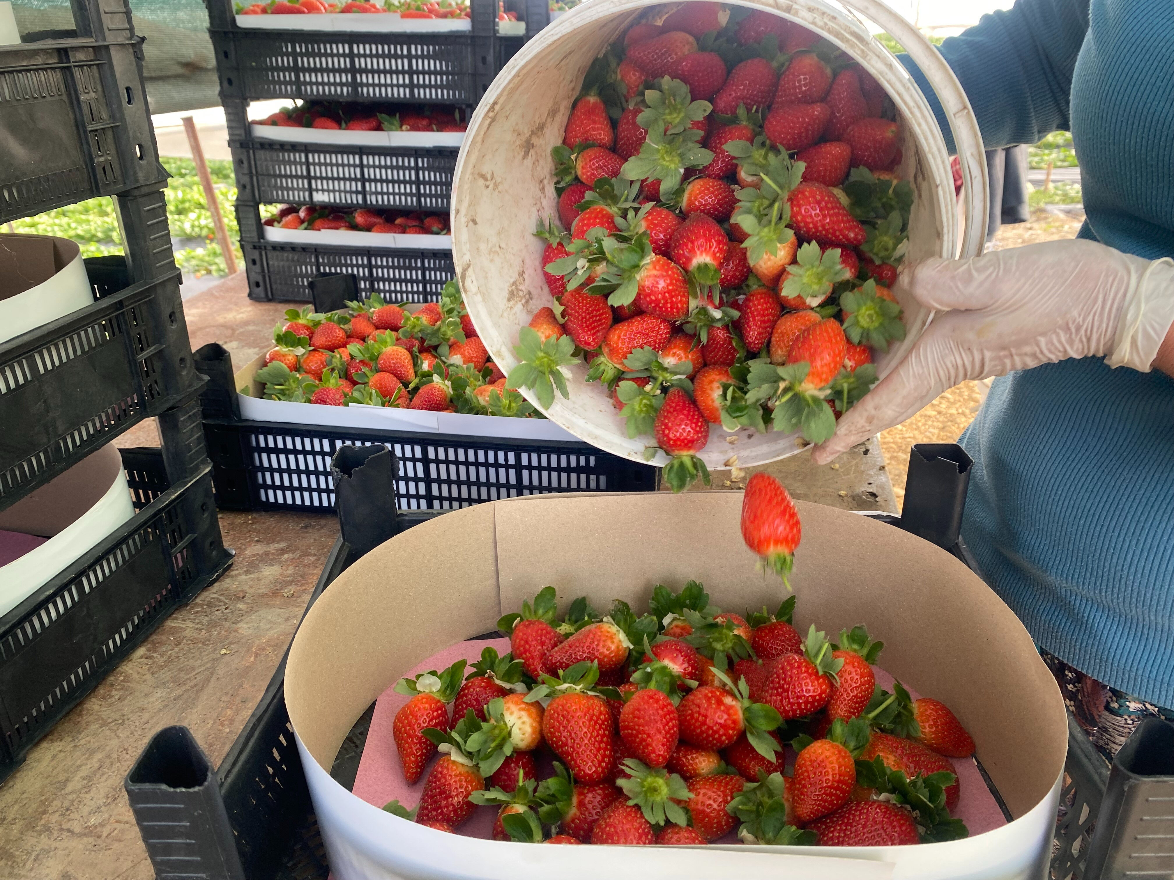 Çiftçi şokta, bir anda fiyatı dip yaptı! 400 liradan satılıyordu, 1 ay içinde 90 liraya düştü Çiftçi şokta! 400 liradan satılıyordu, 1 ay içinde 90 liraya düştü - 2. Resim