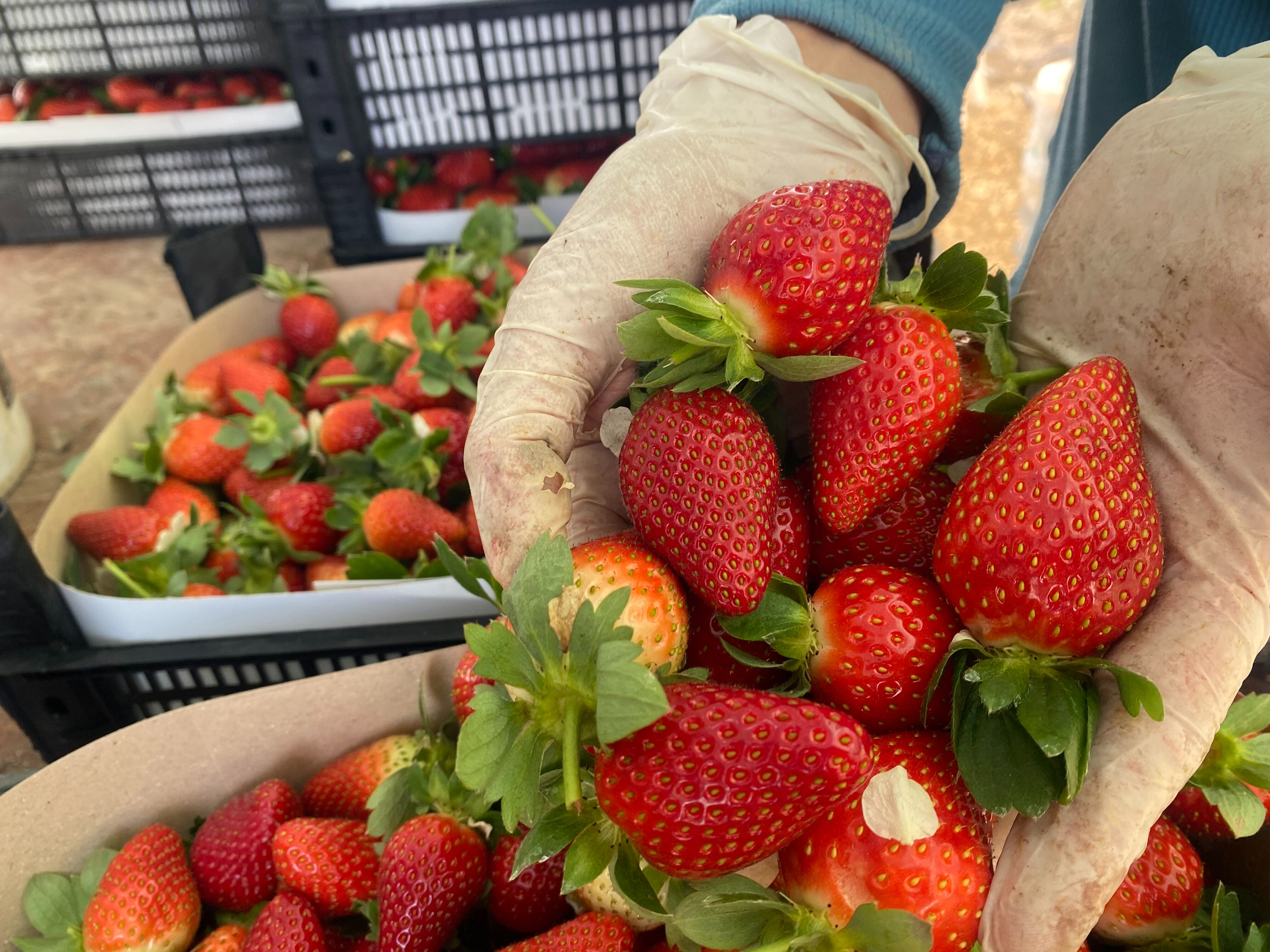 Çiftçi şokta, bir anda fiyatı dip yaptı! 400 liradan satılıyordu, 1 ay içinde 90 liraya düştü Çiftçi şokta! 400 liradan satılıyordu, 1 ay içinde 90 liraya düştü - 1. Resim