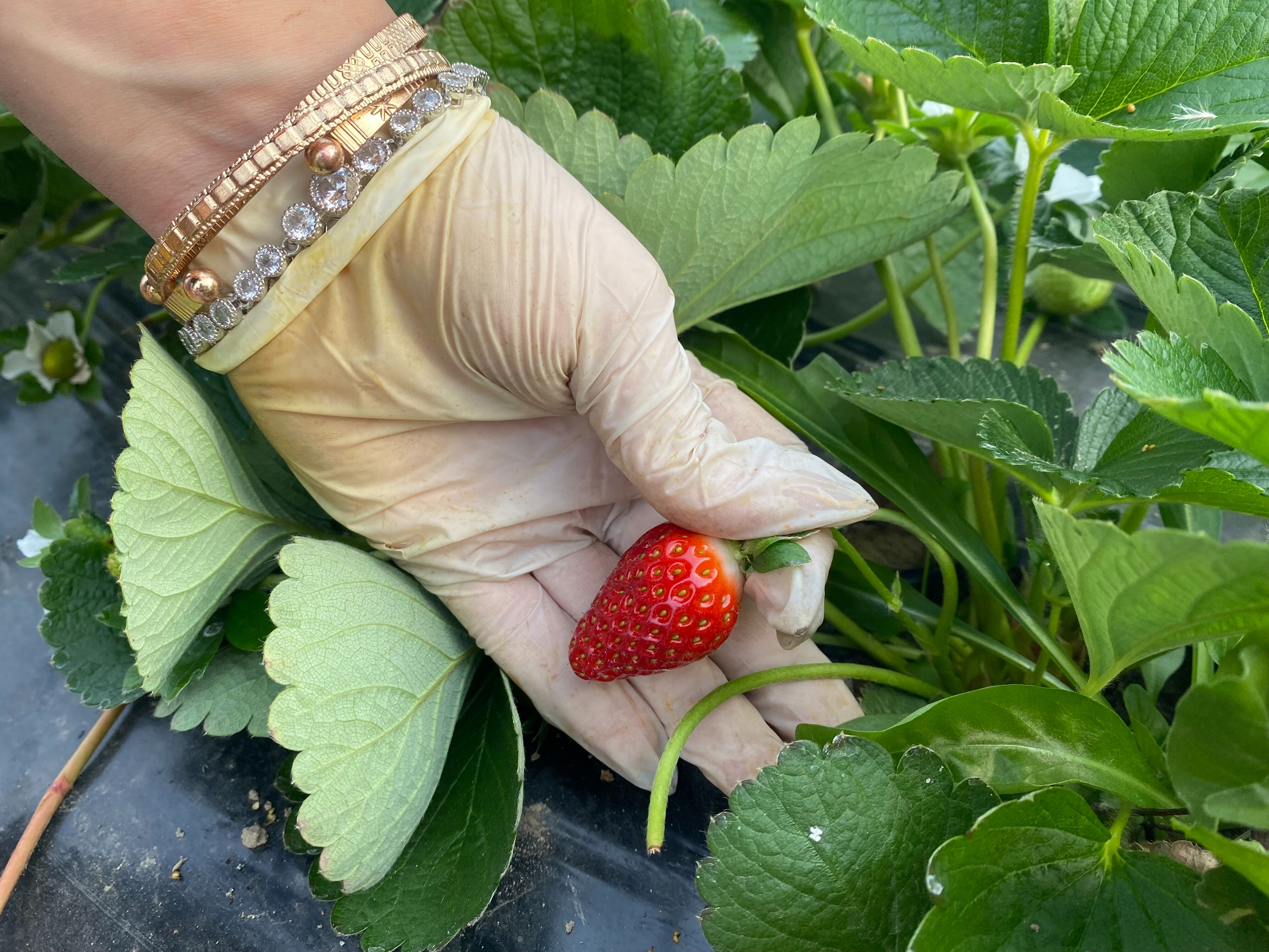Çiftçi şokta, bir anda fiyatı dip yaptı! 400 liradan satılıyordu, 1 ay içinde 90 liraya düştü Çiftçi şokta! 400 liradan satılıyordu, 1 ay içinde 90 liraya düştü - 3. Resim