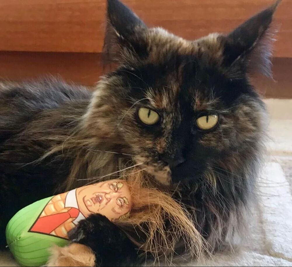 Uçakta unutulan kedi seyahat bağımlısı oldu! - 1. Resim