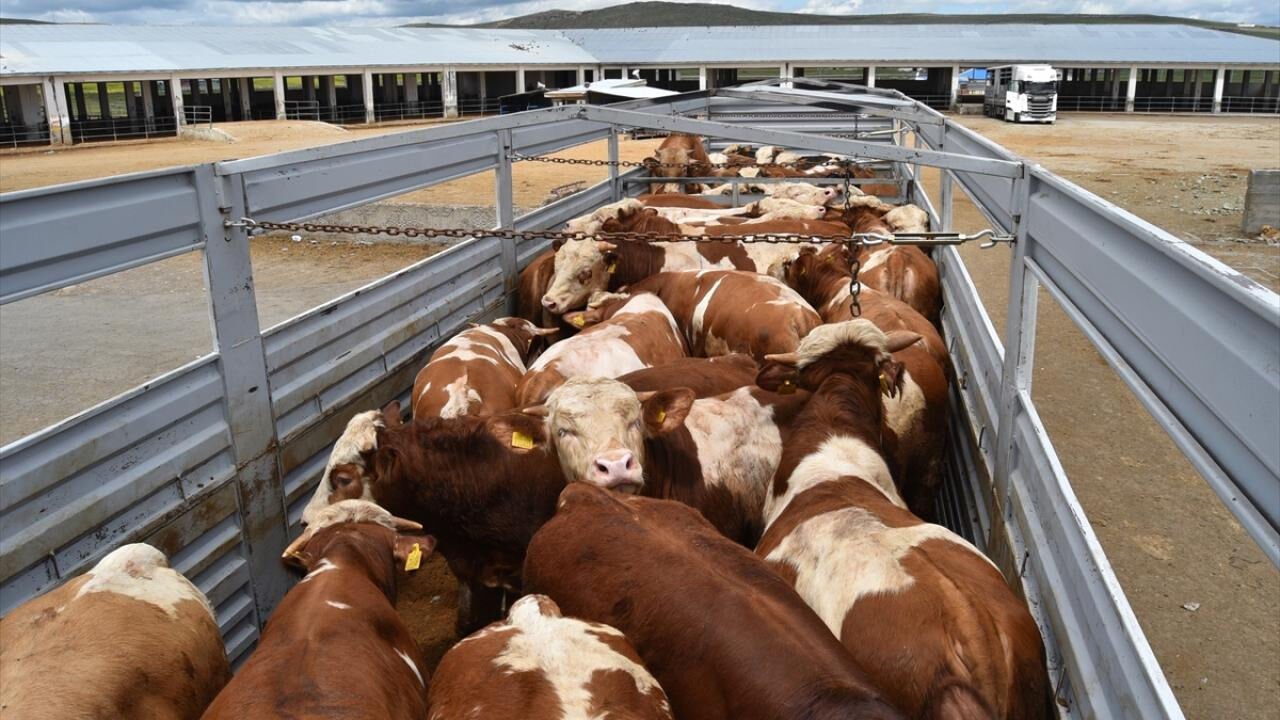  Et ve Süt Kurumu'ndan ramazan öncesi fahiş fiyatla mücadele adımı! 40 bin canlı hayvan alınacak - 3. Resim