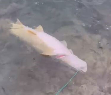 30 kilo ağırlığında, tam 1.5 metre uzunluğunda! "Bu adam yer" diyerek şaşkına döndü 30 kilo ağırlığında, tam 1.5 metre uzunluğunda! "Bu adam yer" diyerek şaşkına döndü - 1. Resim