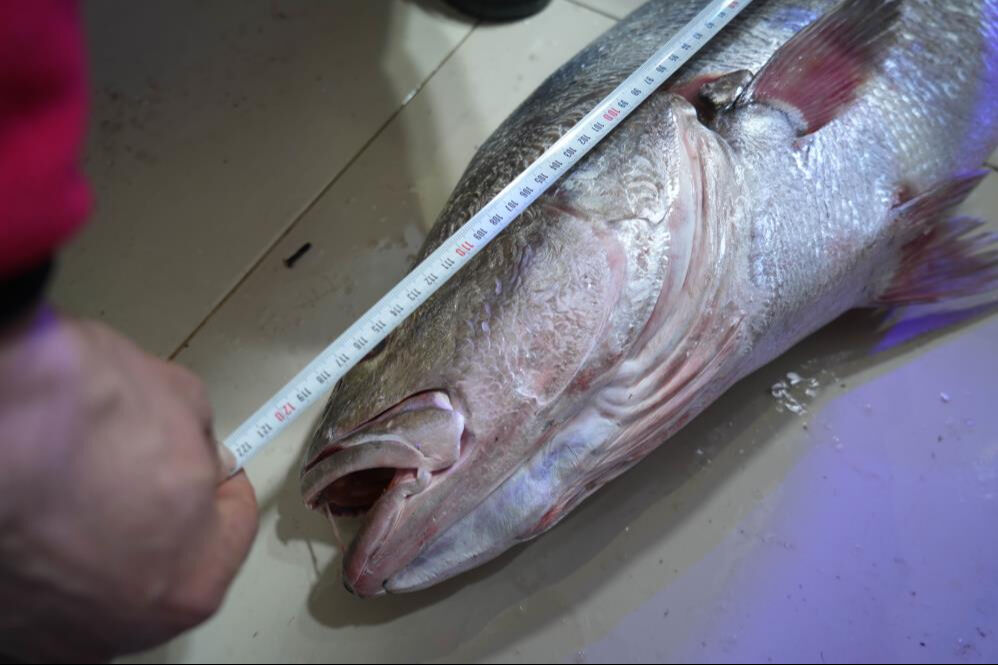 Samsun'da balık&ccedil;ıların ağına takıldı! Dev minekop tezgaha geldiği gibi 6 bin liradan satıldı - 3. Resim