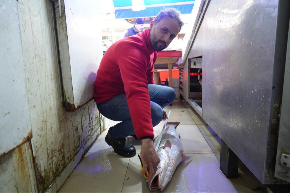 Samsun'da balık&ccedil;ıların ağına takıldı! Dev minekop tezgaha geldiği gibi 6 bin liradan satıldı - 2. Resim