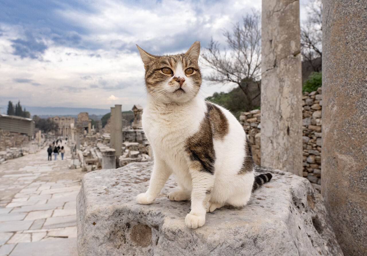 Ziyaretçi rekoru Efes'te! Tarihindeki en yüksek sayıya 2024'te ulaştı - 11. Resim