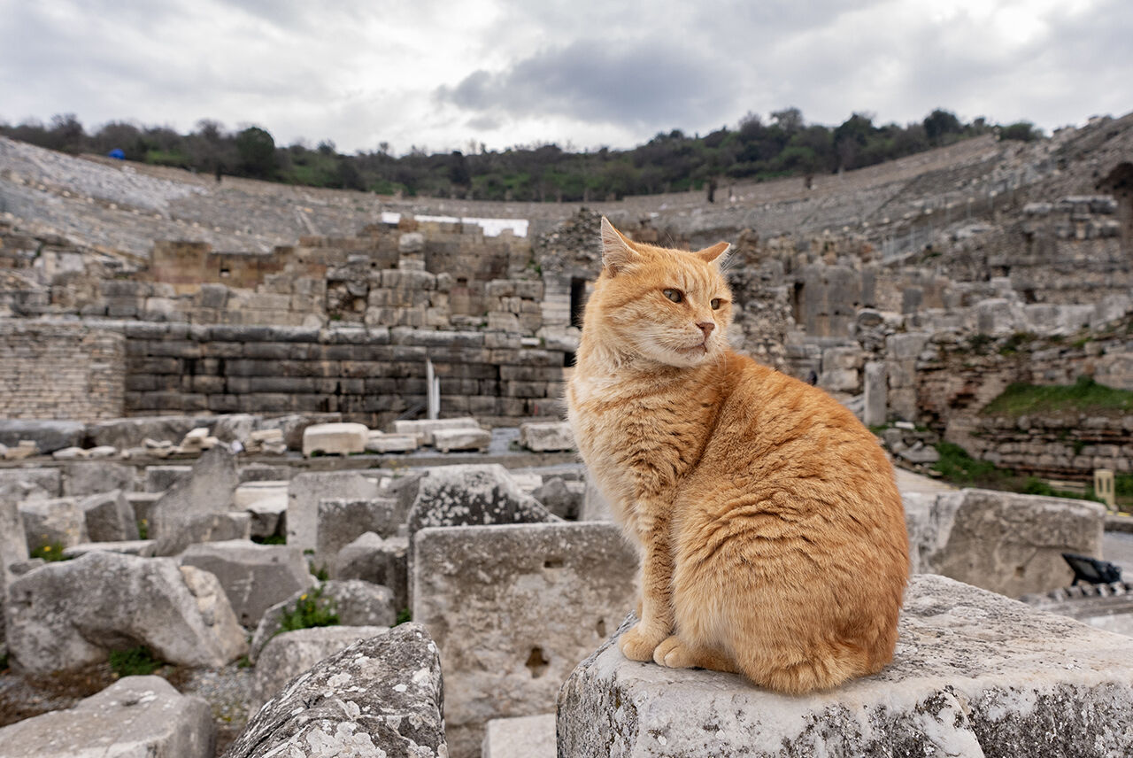 Ziyaretçi rekoru Efes'te! Tarihindeki en yüksek sayıya 2024'te ulaştı - 10. Resim