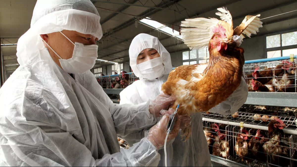 Güney Kore'de kuş gribi krizi büyüyor! Vaka sayısı arttı - 1. Resim