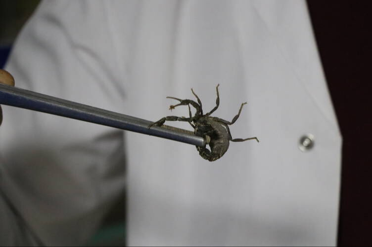 Ayda 20 gram üretiyor, fiyatı 250 ile 400 bin arası değişiyor! Osmaniyeli girişimci akrep zehrini yurt dışına satacak - 2. Resim