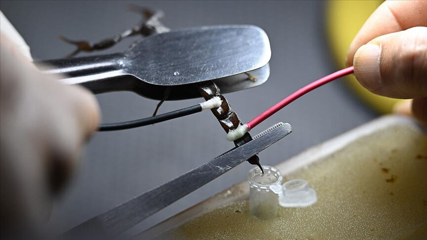 Ayda 20 gram üretiyor, fiyatı 250 ile 400 bin arası değişiyor! Osmaniyeli girişimci akrep zehrini yurt dışına satacak - 1. Resim