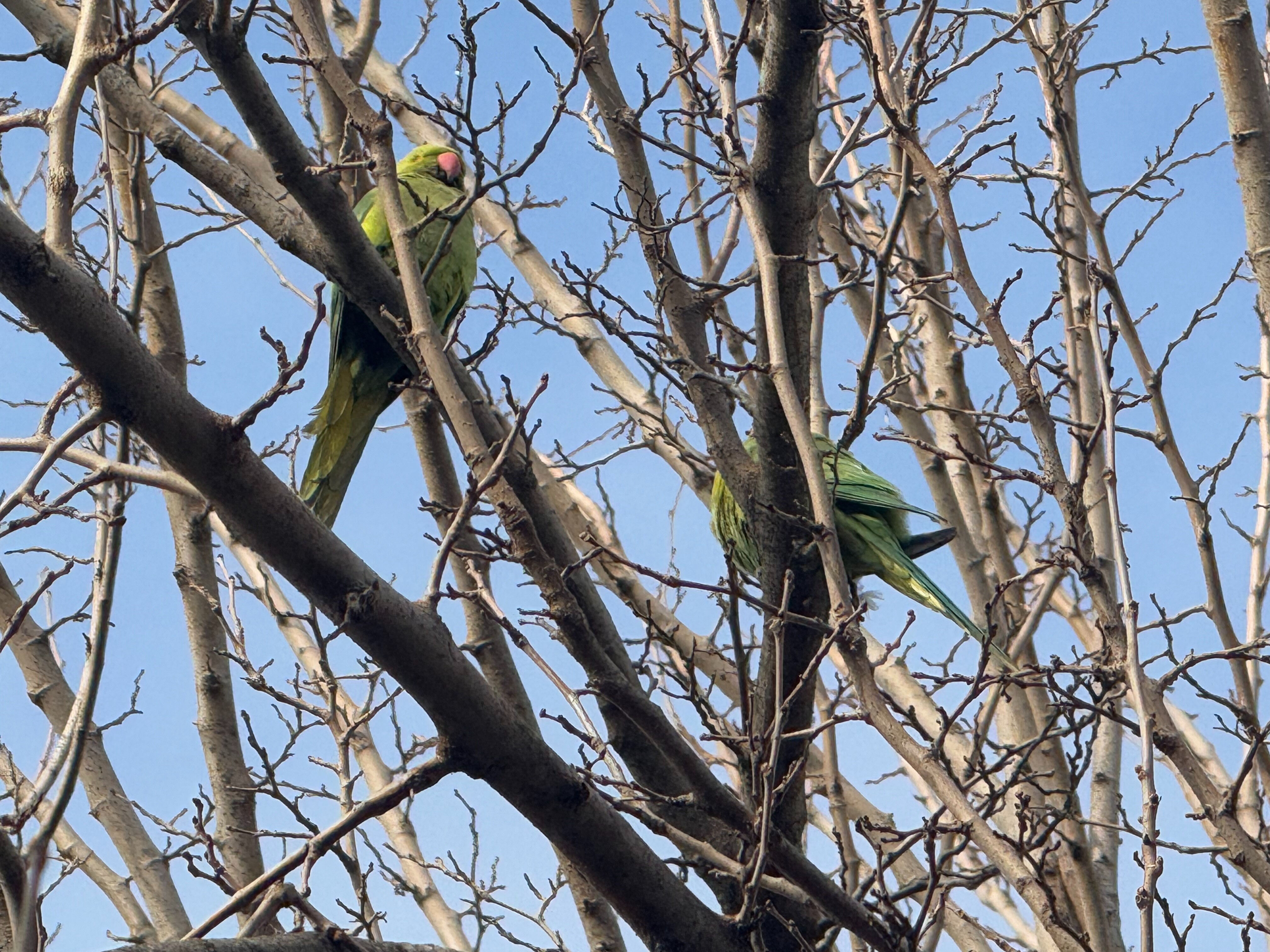 İstanbul'da görüldü, asıl yeri tropikal bölgeler! İskender Papağanını gören bir daha bakıyor - 2. Resim