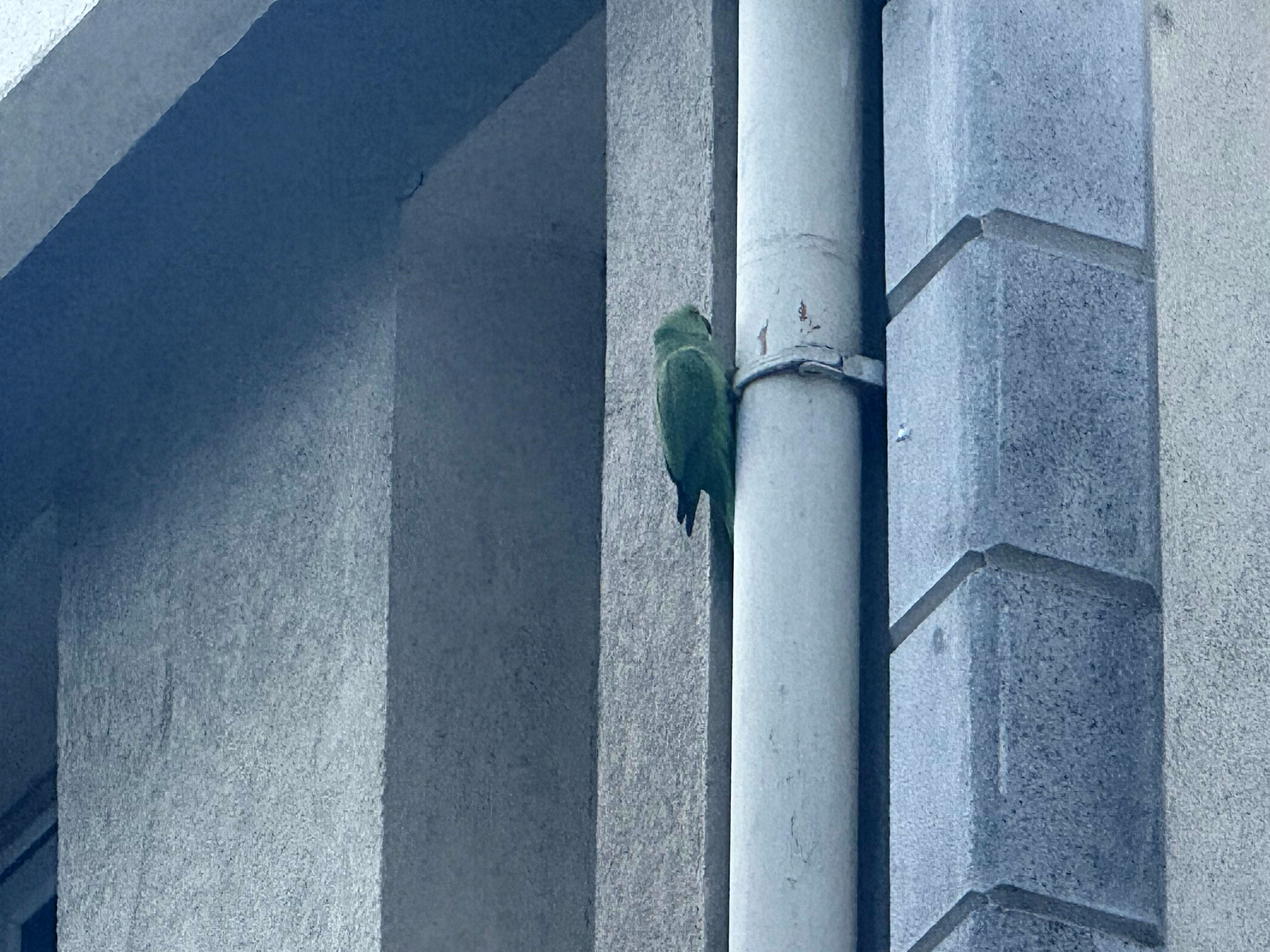 İstanbul'da görüldü, asıl yeri tropikal bölgeler! İskender Papağanını gören bir daha bakıyor - 1. Resim