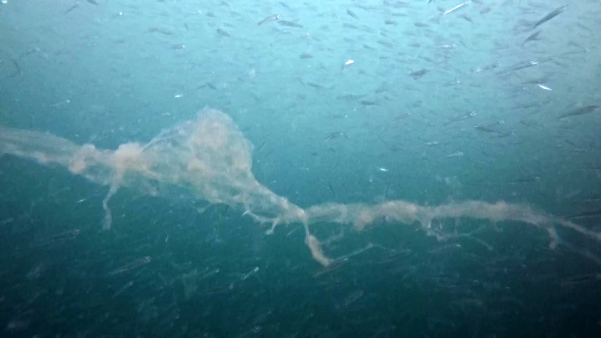 Önce Marmara Denizi, şimdi İzmir Körfezi: Müsilaj kabusu geri döndü - 1. Resim