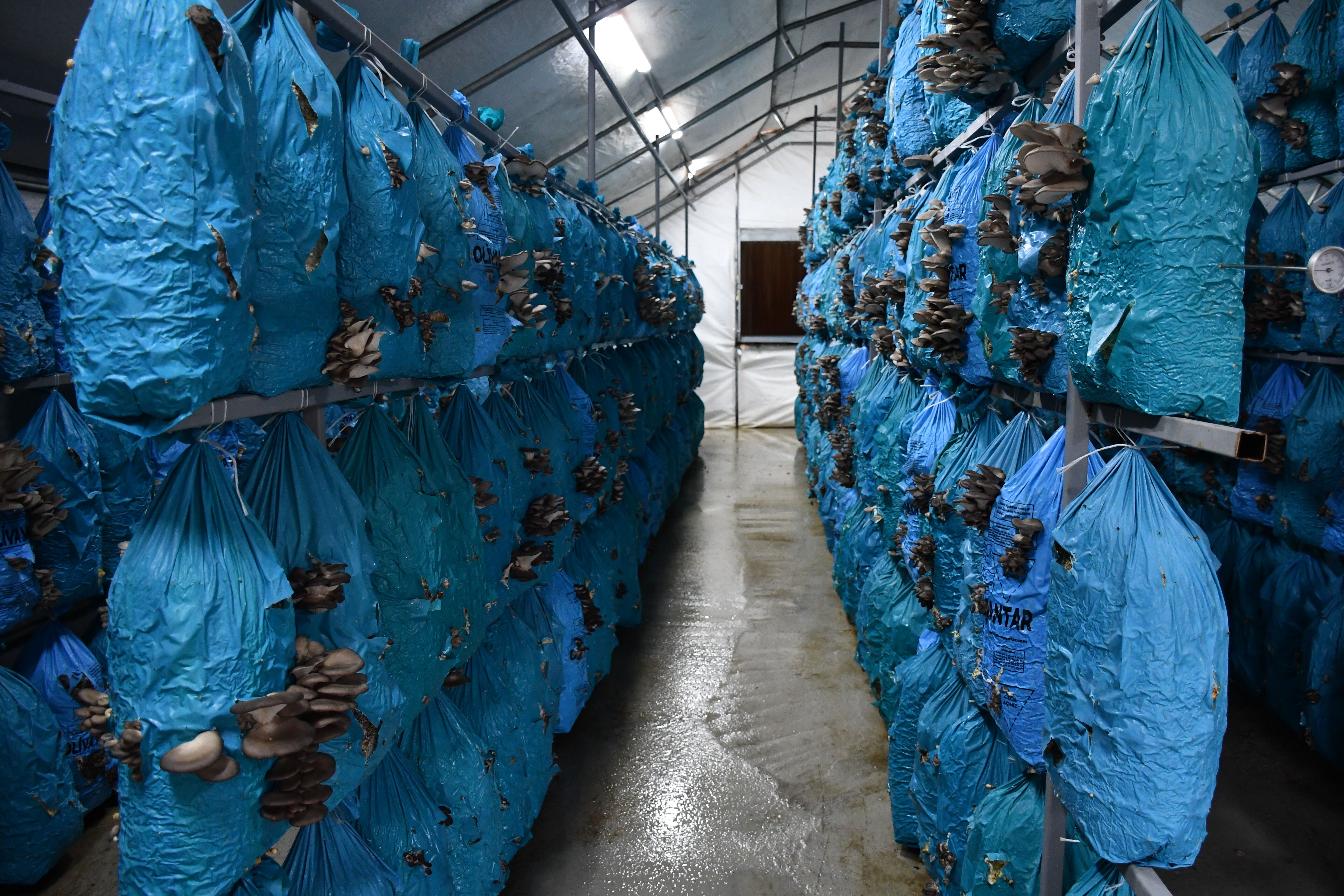 Şehir hayatından kaçtılar, devasa bir tesis kurdular! Yıllık 8 ila 10 ton ürün üretiyorlar Şehir hayatından kaçtılar, devasa bir tesis kurdular! Yıllık 8 ila 10 ton ürün üretiyorlar - 2. Resim