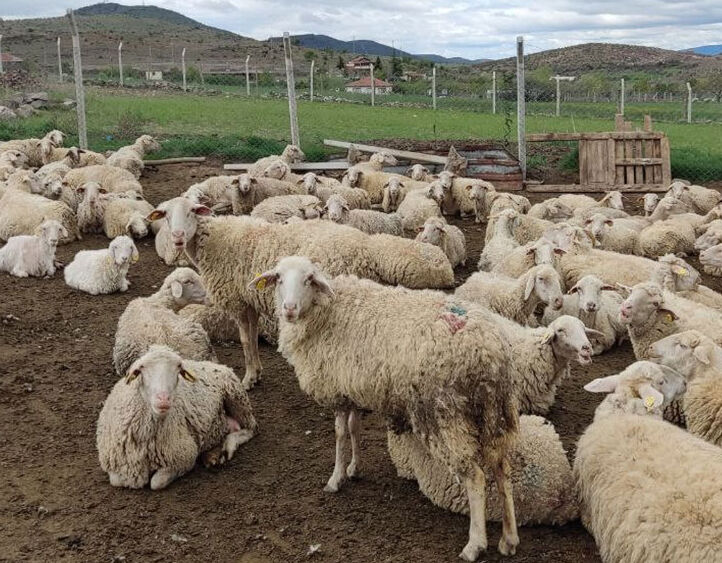 Dünyanın en büyük et ithalatçısından sektörü etkileyen karar! Hastalık endişesiyle canlı hayvan ürünleri yasaklandı Dünyanın en büyük et ithalatçısından sektörü etkileyen karar! Hastalık endişesiyle canlı hayvan ürünü ithalatı yasaklandı - 1. Resim