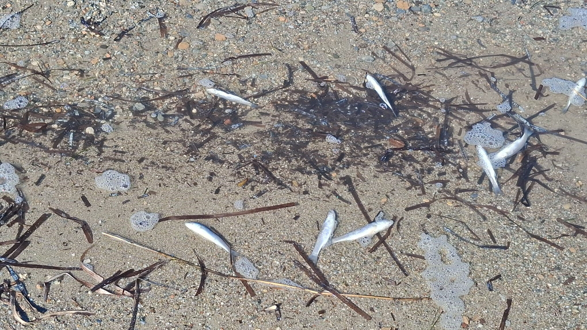 Yine aynı yer, yine aynı olay: Ölü balıklar bir bir kıyıya vurdu - 1. Resim