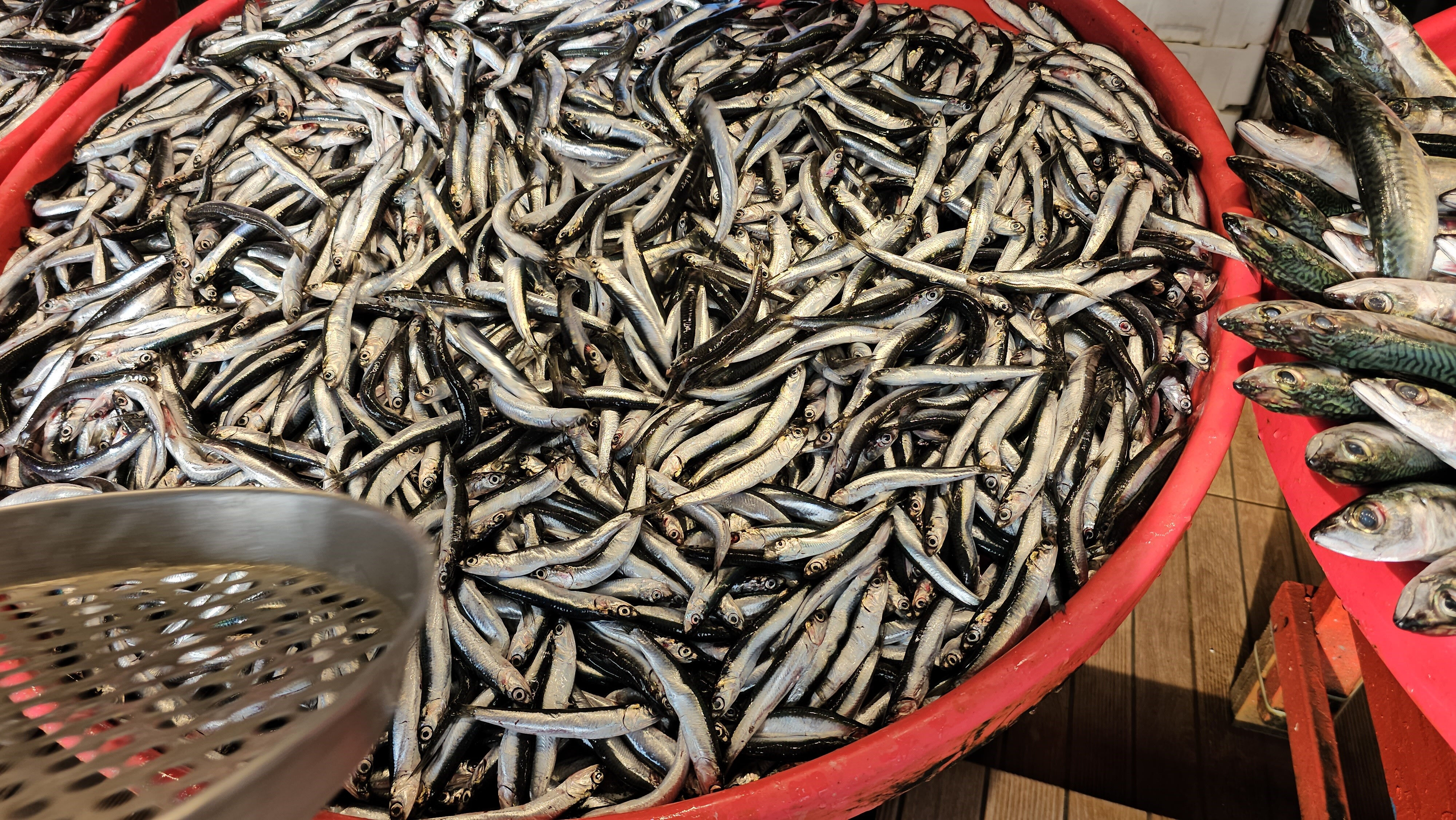 Balıkçılar denizden umduğunu bulamadı! Lodos fiyatları uçurdu, hamsinin kilosu cep yakıyor - 1. Resim