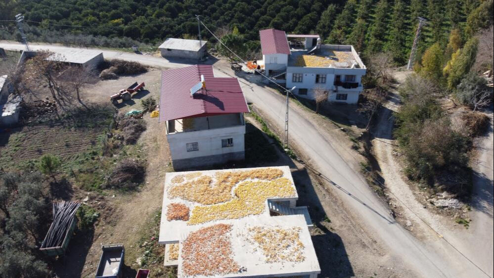 Bu meyvelerin kabuğu bile para ediyor! Avrupalı alıyor, kilosu 25 liradan satılıyor - 5. Resim