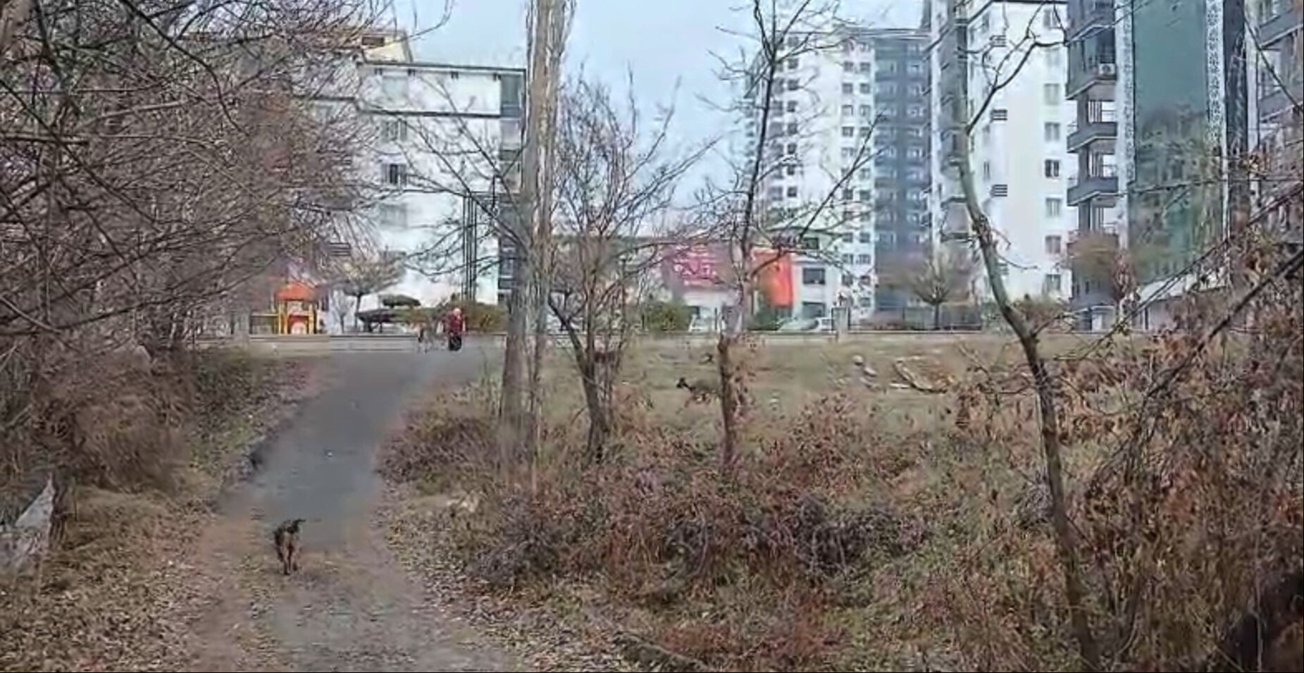 Sokak köpekleri küçük çocuğa saldırdı! Onu hayatta tutan ise çuval parçası oldu - 1. Resim