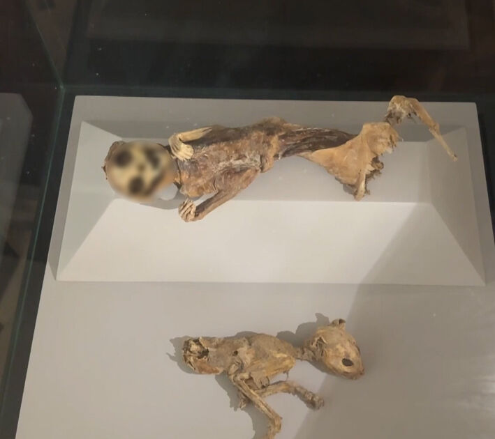 Anadolu mumyaları bu müzede! Bizans ve İlhanlılara ait cesetler iklimlendirmeyle korunuyor - 1. Resim