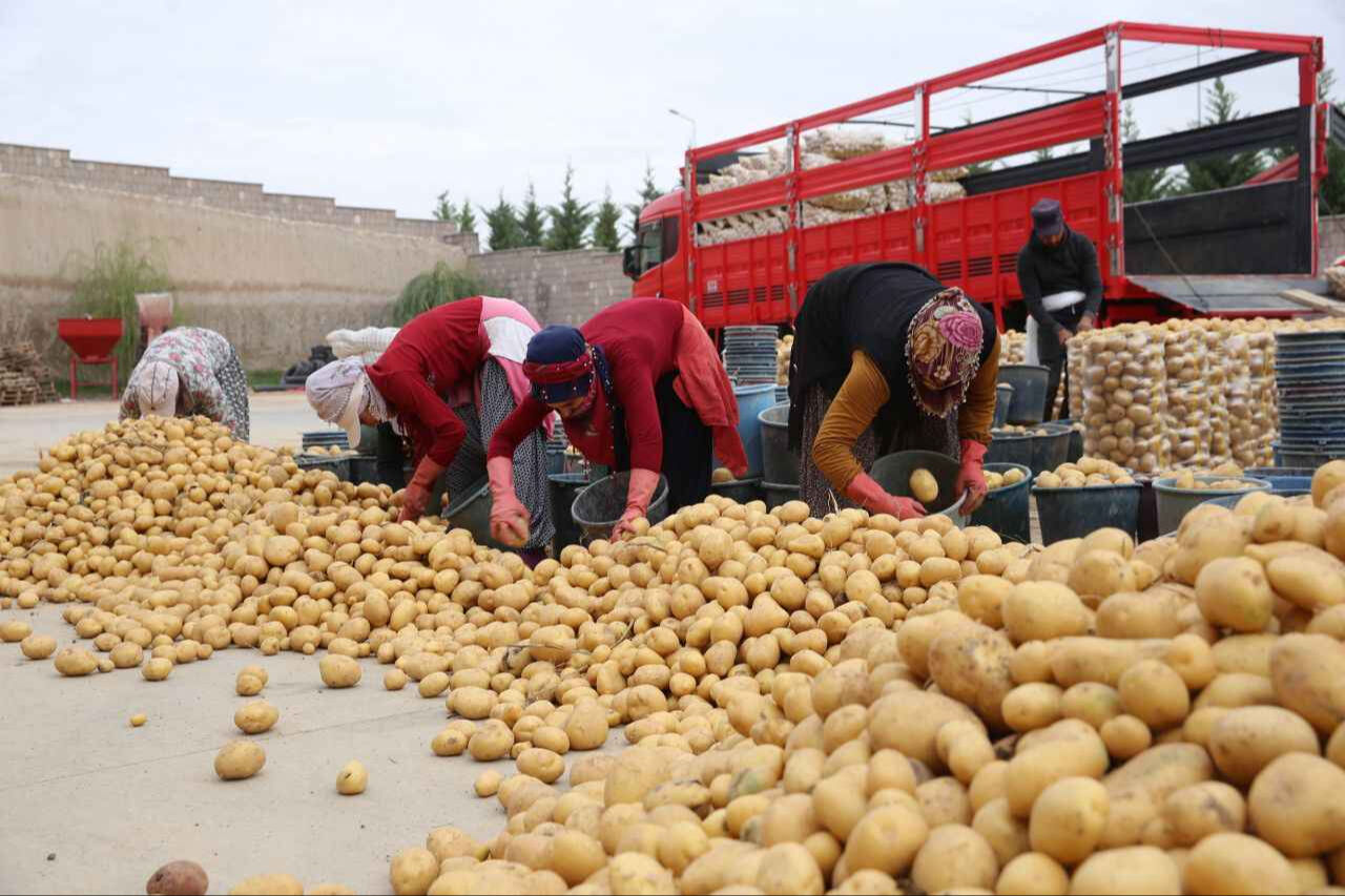Cumhurbaşkanı Erdoğan talimat vermişti! Patates üreticisi heyecanla bekliyor Cumhurbaşkanı Erdoğan talimat vermişti! Patates üreticisi heyecanla bekliyor - 1. Resim