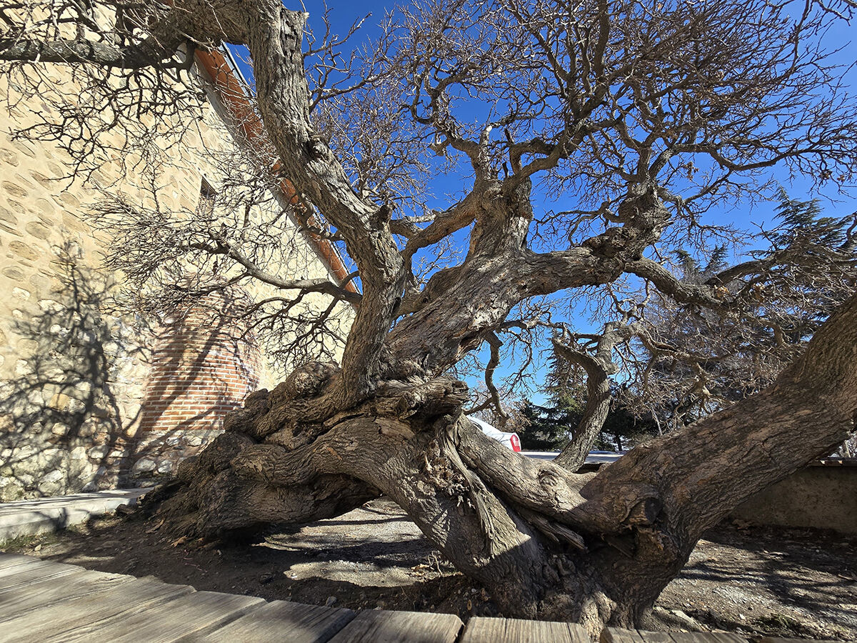 Secde ettiğine inanılan 133 yıllık dut ağacı görenleri hayrete düşürüyor - 1. Resim