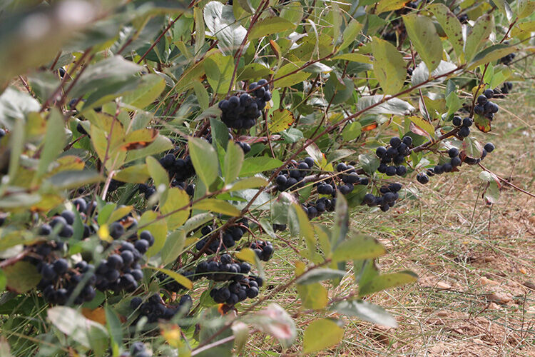 Aronya meyvesi Türkiye'de nerede yetişir? Yetiştiği iklim, il ve satıldığı yer - 1. Resim