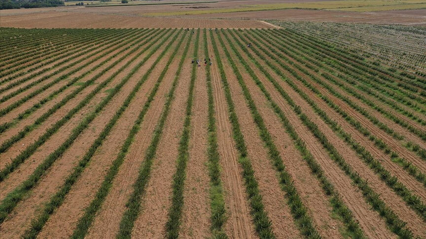 Aronya meyvesi Türkiye'de nerede yetişir? Yetiştiği iklim, il ve satıldığı yer - 2. Resim