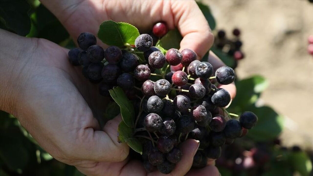 Aronya meyvesi Türkiye'de nerede yetişir? Yetiştiği iklim, il ve satıldığı yer - 3. Resim