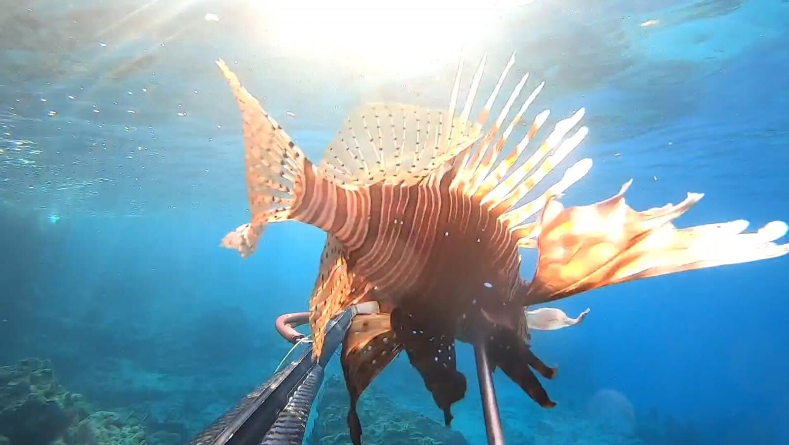 Ayvalık sularında 2 yeni deniz canlısına rastlandı! Uzmanı uyardı: İyiye işaret değil Ayvalık sularında 2 yeni deniz canlısına rastlandı! Uzmanı uyardı: İyiye işaret değil - 1. Resim