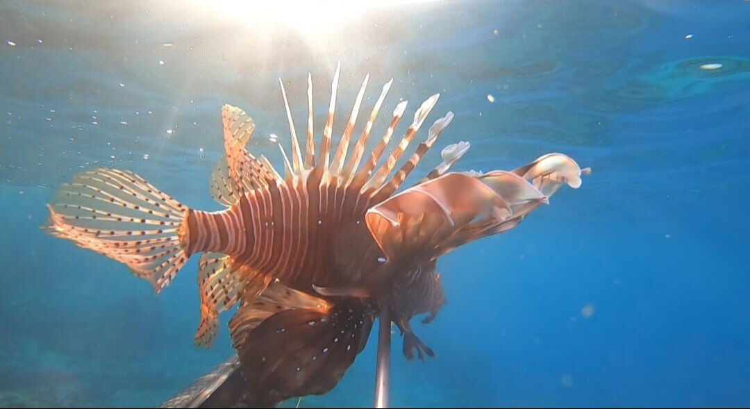 Ayvalık sularında 2 yeni deniz canlısına rastlandı! Uzmanı uyardı: İyiye işaret değil Ayvalık sularında 2 yeni deniz canlısına rastlandı! Uzmanı uyardı: İyiye işaret değil - 2. Resim