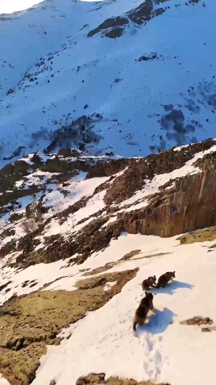 Bölgenin zenginliği gözler önüne serildi! Anne ve yavru ayılar dronla görüntülendi Bölgenin zenginliği gözler önüne serildi! Anne ve yavru ayılar dronla görüntülendi - 2. Resim