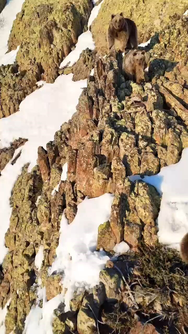 Bölgenin zenginliği gözler önüne serildi! Anne ve yavru ayılar dronla görüntülendi Bölgenin zenginliği gözler önüne serildi! Anne ve yavru ayılar dronla görüntülendi - 1. Resim