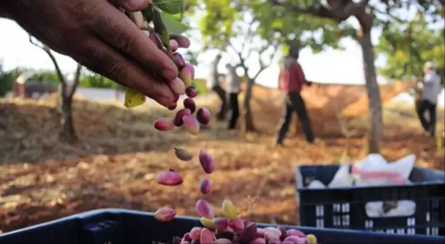 Fıstık üreticisinin imdadına "Dubai çikolatası" yetişti! Büyük zarardan kurtuldular - 1. Resim