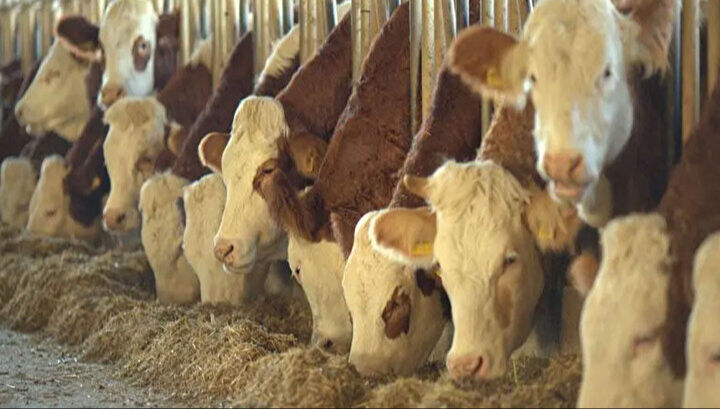 Hayvancılık Destekleri 2025! Hayvancılık desteği alma şartları neler? Hayvancılık Destekleri 2025! Hayvancılık desteği alma şartları neler? - 2. Resim