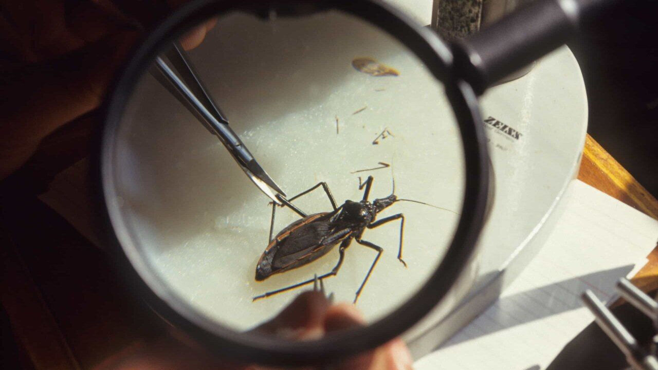 Öpücük Böceği: Chagas hastalığı nedir, belirtileri nelerdir? İşte Türkiye'deki riskler! Öpücük Böceği: Chagas hastalığı ve Türkiye'deki riskler! - 3. Resim
