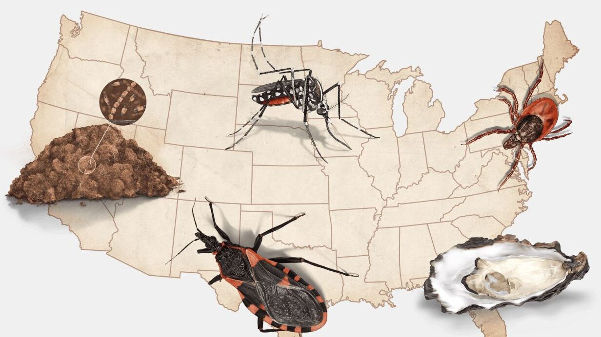 Öpücük Böceği: Chagas hastalığı nedir, belirtileri nelerdir? İşte Türkiye'deki riskler! Öpücük Böceği: Chagas hastalığı ve Türkiye'deki riskler! - 1. Resim