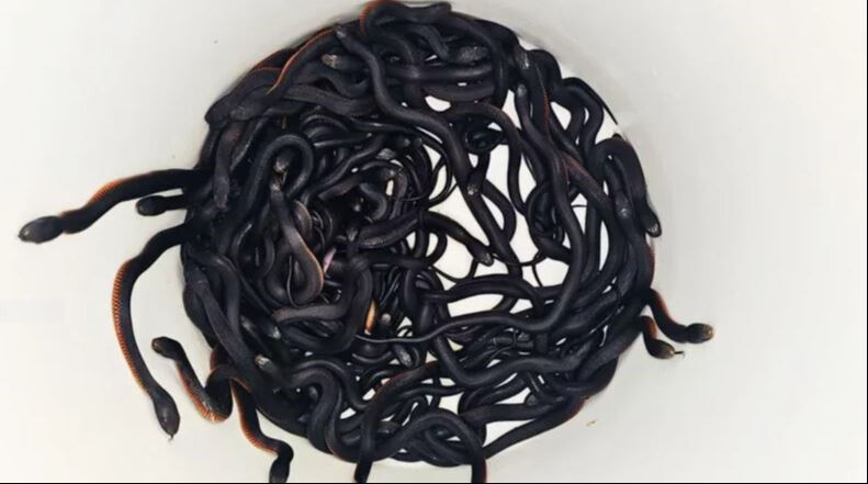 Hepsi bir evin bahçesinden çıktı! Tam 102 tane, ekipler seferber oldu - 1. Resim