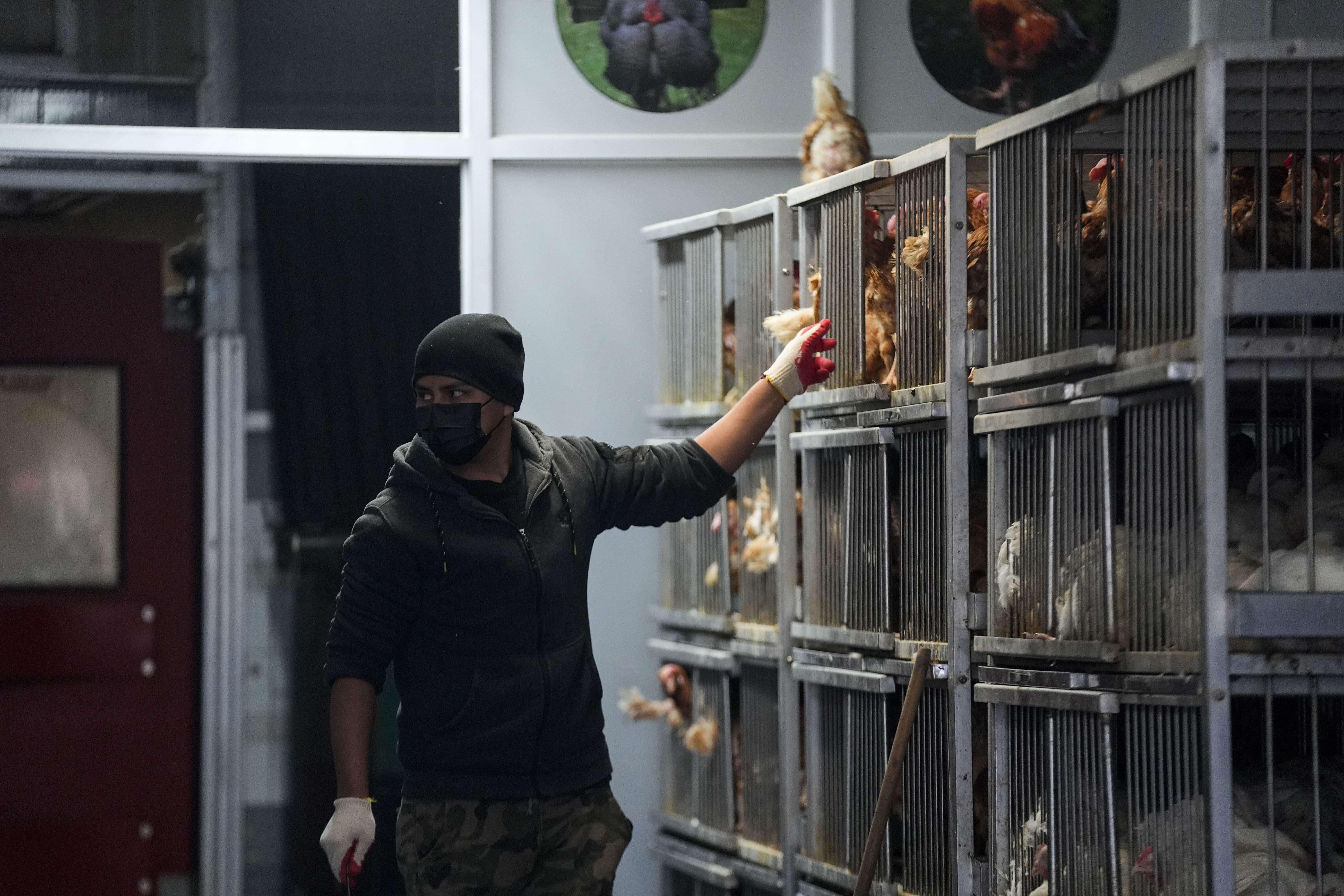 ABD'de kuş gribi alarmı! Milyonlarca tavuk itlaf edildi, yumurta fiyatları uçtu ABD'de kuş gribi alarmı! Milyonlarca tavuk itlaf edildi, yumurta fiyatları tavan yaptı - 1. Resim