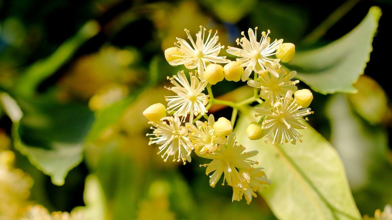 Cemre havaya suya toprağa ne zaman düşüyor? Cemre düşmesi 2025 - 2. Resim