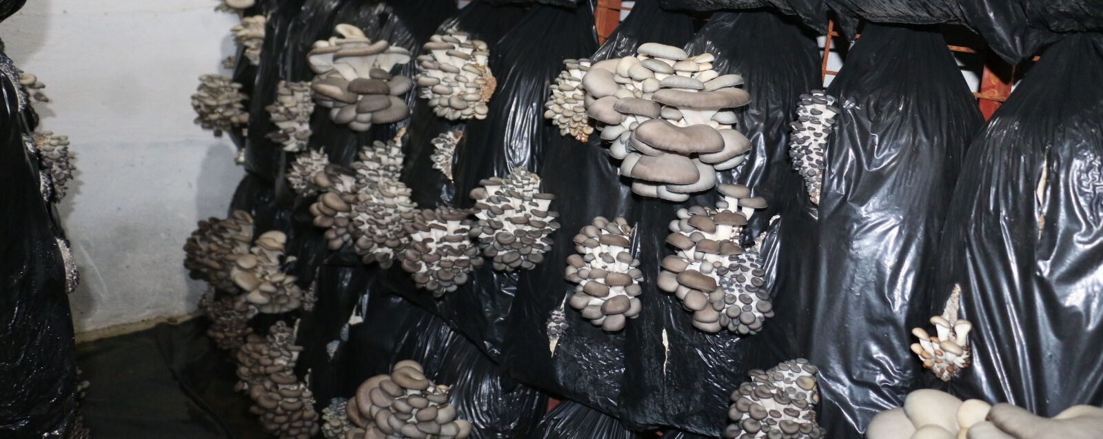 'Alternatif' olarak üretiliyor! Evin alt katında başladılar, yatırımı büyütecekler - 2. Resim