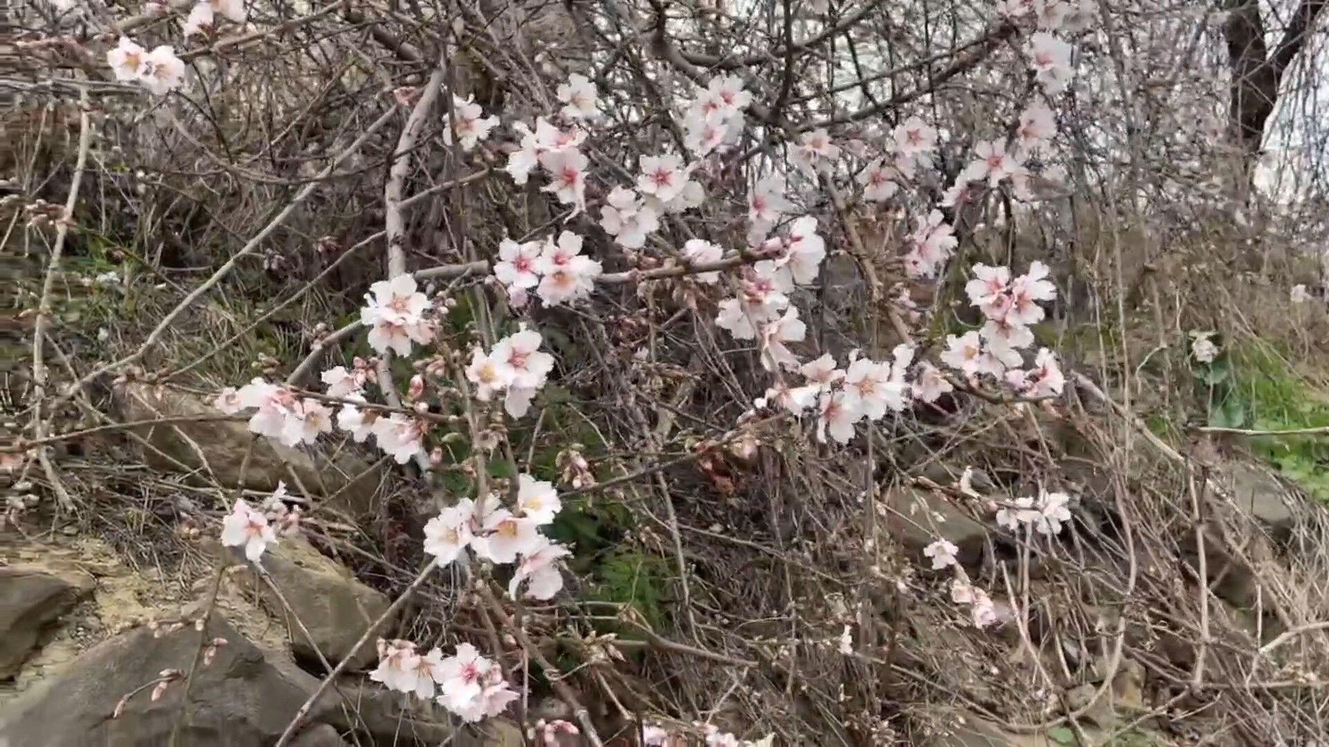 Bir mahalle, iki mevsim! Aralarında çok kısa mesafe var, görenler şaşkına dönüyor Bir mahalle, iki mevsim! Aralarında çok kısa mesafe var, görenler şaşkına dönüyor - 1. Resim