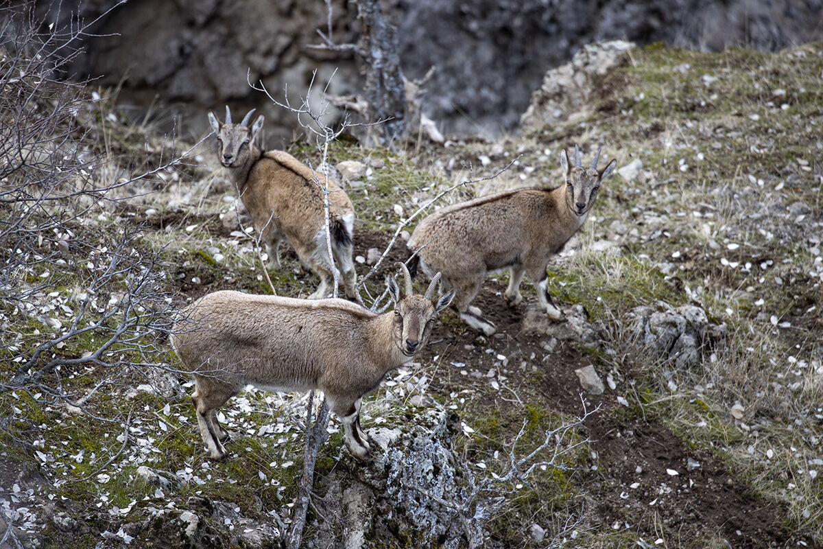 Anadolu'nun en önemli yaban hayvanları... Karlı zirvelerden inen sürü kameralara yakalandı Anadolu'nun en önemli yaban hayvanları... Karlı zirvelerden inen sürü kameralara yakalandı - 4. Resim